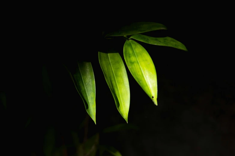 a close up of a plant with green leaves, trending on pexels, in darkness, yellow lighting from right, contain