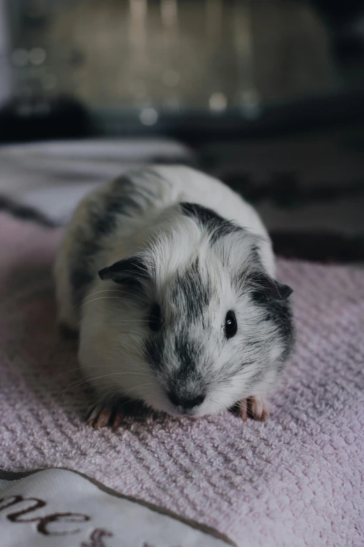 a small guinea sitting on top of a pink towel, a black and white photo, trending on pexels, pale round face, smol, he has dark grey hairs, a high angle shot