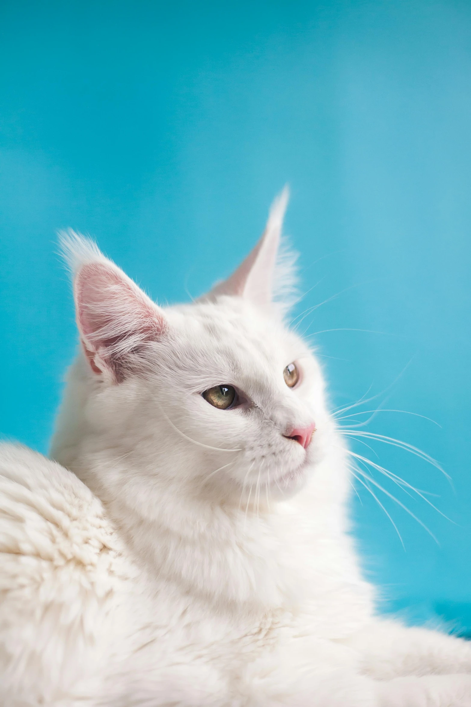 a white cat laying down on a blue surface, a portrait, by Gwen Barnard, shutterstock contest winner, maine coon, warrior cats, catwalk, productphoto