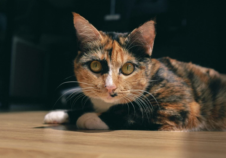 a close up of a cat laying on a wooden floor, by Julia Pishtar, pexels contest winner, calico cat, female gigachad, gif, multicolored