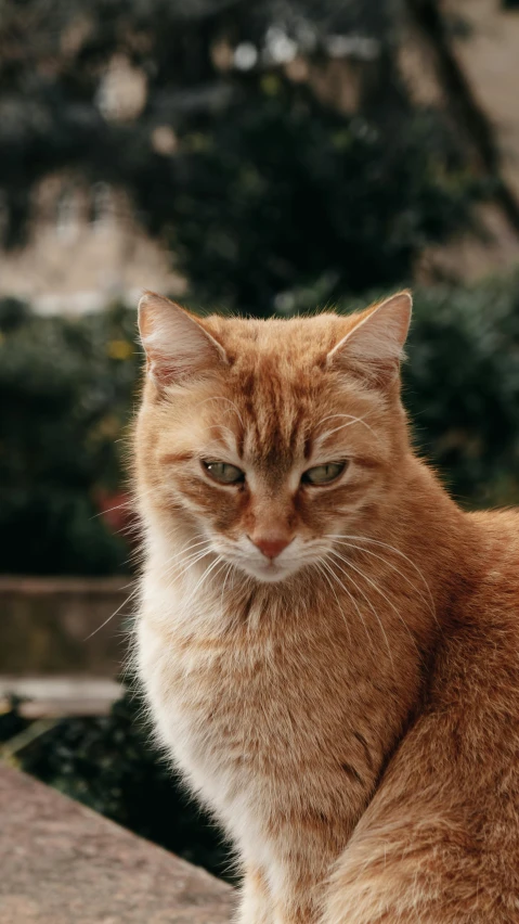 a close up of a cat sitting on a ledge, pexels, his friends are angry, an orange cat, scowling, gif