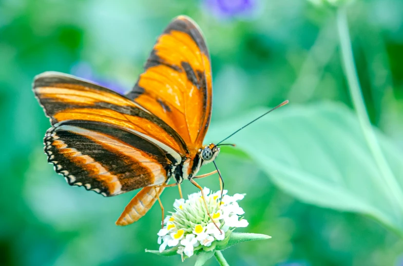 a close up of a butterfly on a flower, pexels contest winner, striped orange and teal, 🦩🪐🐞👩🏻🦳, avatar image, doing an elegant pose