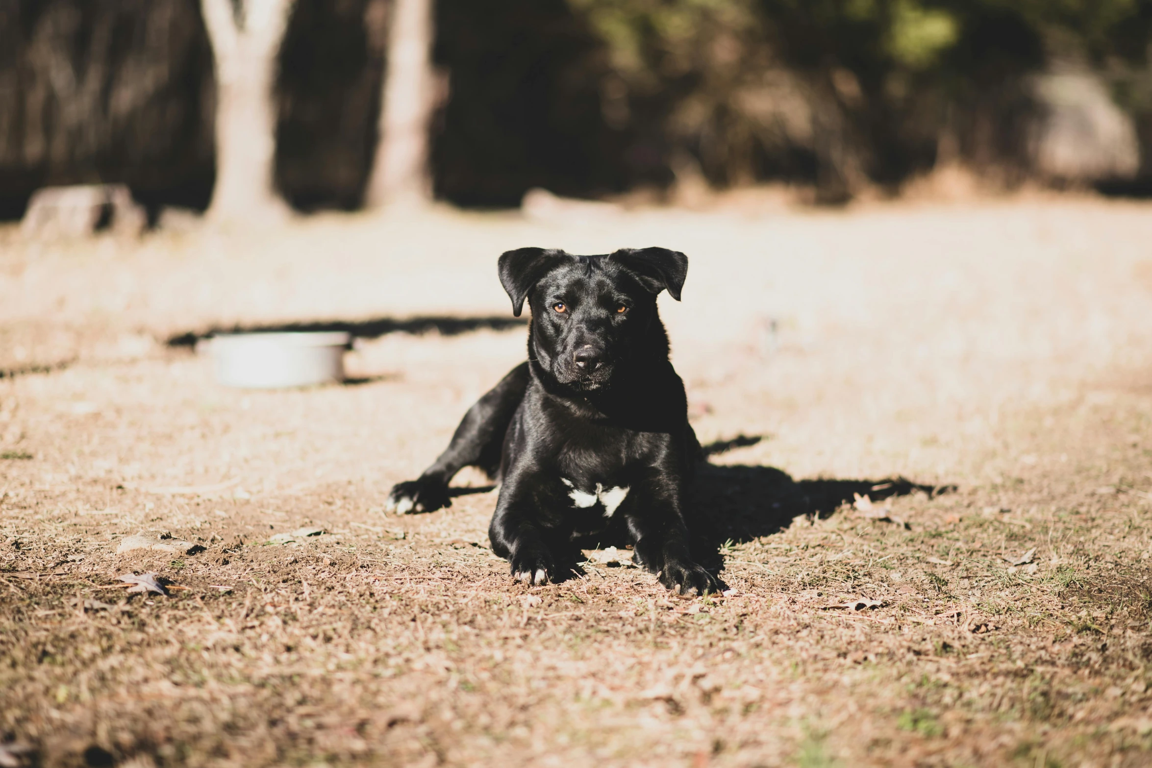 a black dog laying on top of a dry grass field, a portrait, unsplash, puppies, australian, canines sports photo, sunny day time