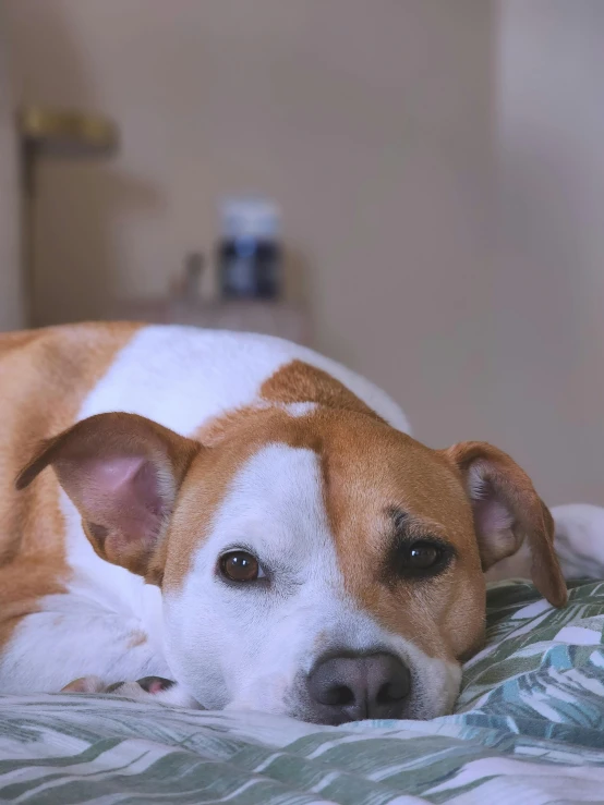 a brown and white dog laying on top of a bed, trending on reddit, ultra realistic 8k octa photo, movie footage, surgery, she's sad
