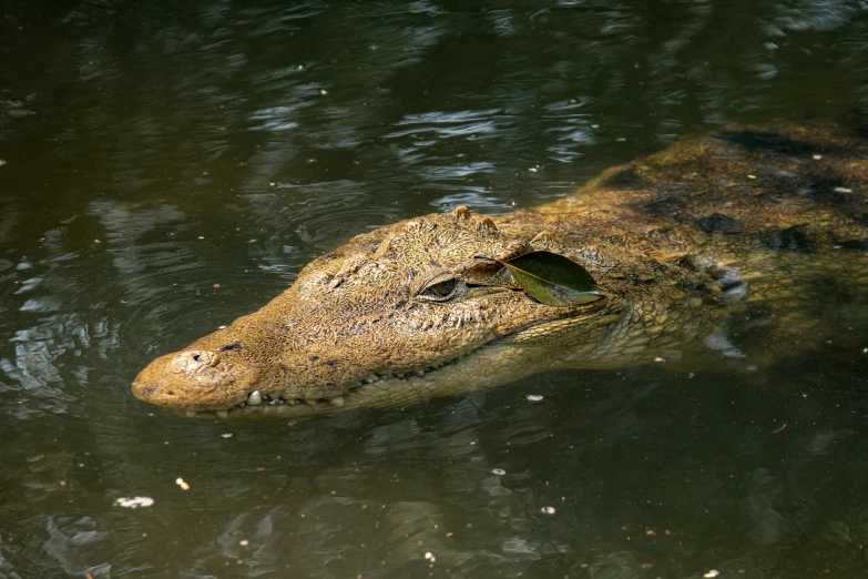 a close up of an alligator in a body of water, swimming