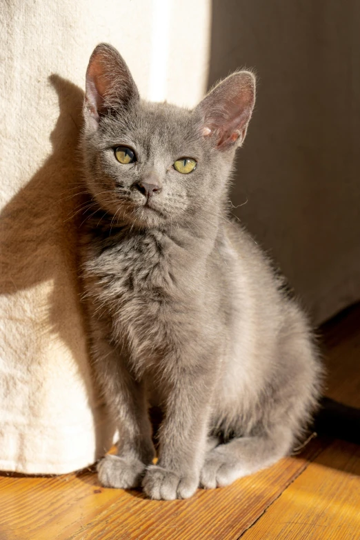 a gray cat sitting on top of a wooden floor, kitten puppy teddy mix, adoptables, ‘luca’, sun - drenched