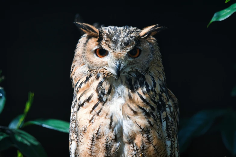 an owl sitting on top of a tree branch, a portrait, trending on pexels, hurufiyya, avatar image, canvas, frontal shot, feathered