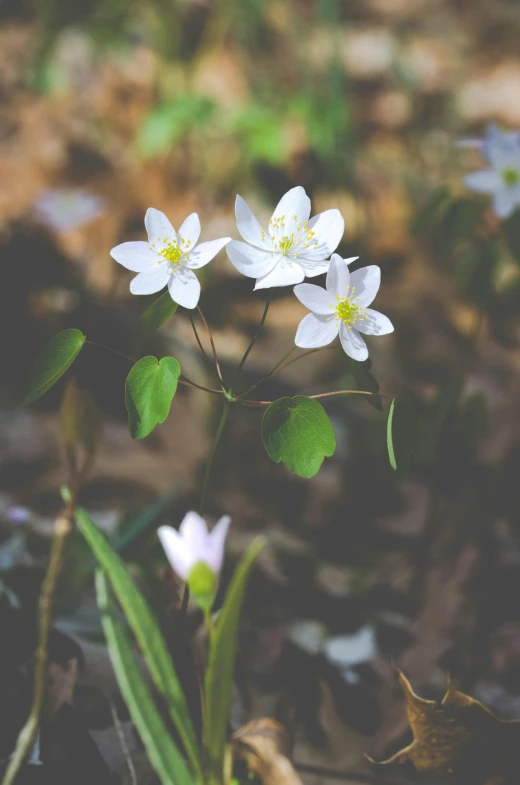 a group of white flowers sitting on top of a forest floor, a macro photograph, unsplash, minimalism, multiple stories, beauttiful stars, february), close-up photo