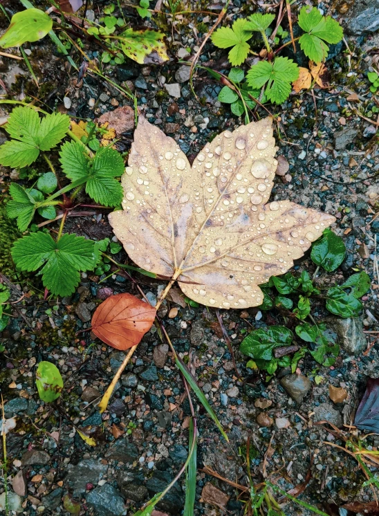 a leaf that is laying on the ground, by Jessie Algie, unsplash, after rain, ignant, iphone photo, a blond