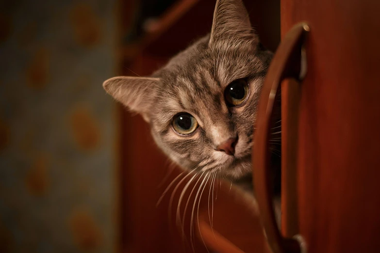 a close up of a cat peeking out of a cabinet, pexels contest winner, screensaver, ilustration, grey-eyed, a wooden