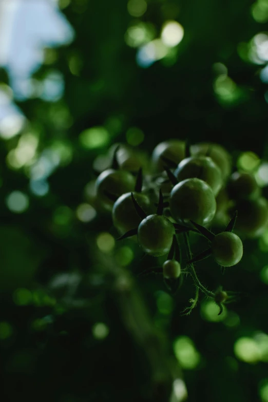 a bunch of green tomatoes hanging from a tree, inspired by Elsa Bleda, unsplash, medium format. soft light, concert, ignant, beautiful surroundings