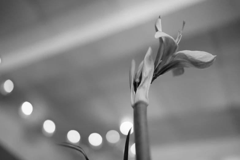 a black and white photo of a flower in a vase, unsplash, hymenocallis coronaria, concert, low angle photo, bokeh + dof + 8k