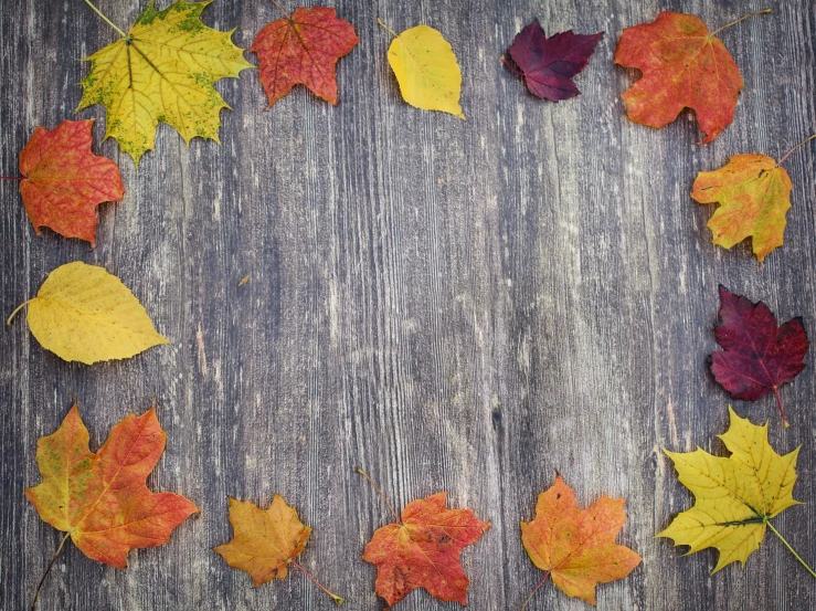 autumn leaves arranged in a circle on a wooden surface, pixabay, visual art, background image, thumbnail, square, multicoloured