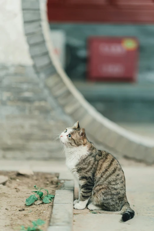 a cat that is sitting on the ground, by Wen Zhenheng, pexels contest winner, baotou china, at a skate park, looking off into the distance, slightly minimal