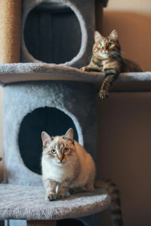 two cats sitting on top of a cat tree, a portrait, by Julia Pishtar, trending on unsplash, softplay, with towers, grey, brown