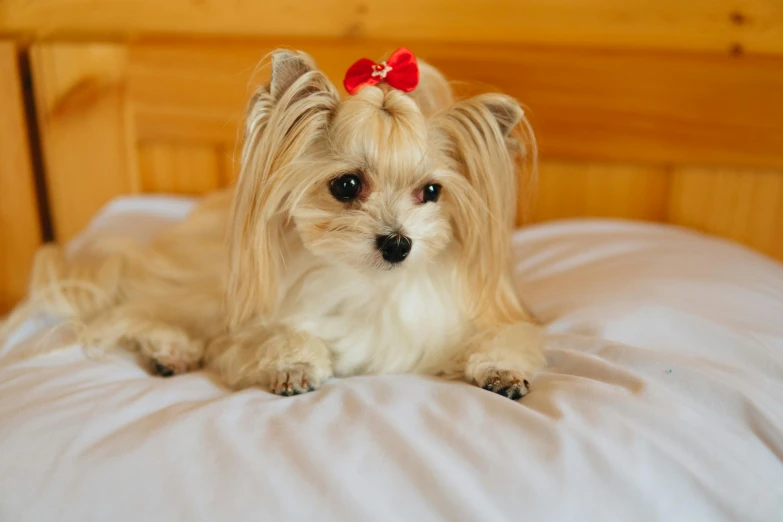 a small dog with a red bow laying on a bed, by Julia Pishtar, pexels contest winner, beautiful animal pearl queen, slightly tanned, gif, hair