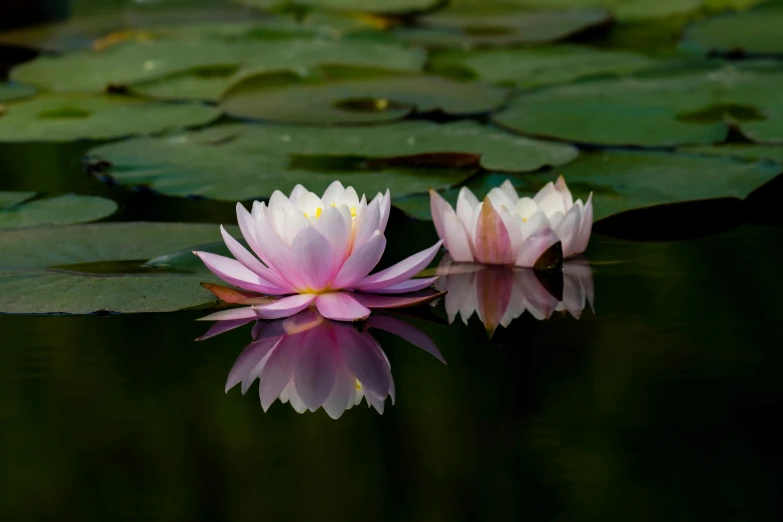 two pink water lilies floating in a pond, a picture, by Carey Morris, unsplash, hurufiyya, 2022 photograph, mirroring, shot on sony a 7, john waterhouse