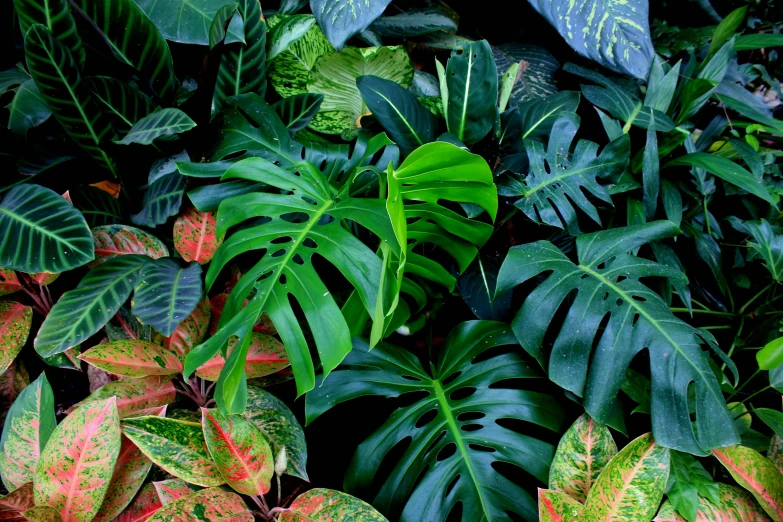 a bunch of plants that are next to each other, inspired by Thomas Struth, unsplash, vibrant colorful green leaves, deep jungle creatures, various sizes, vivarium