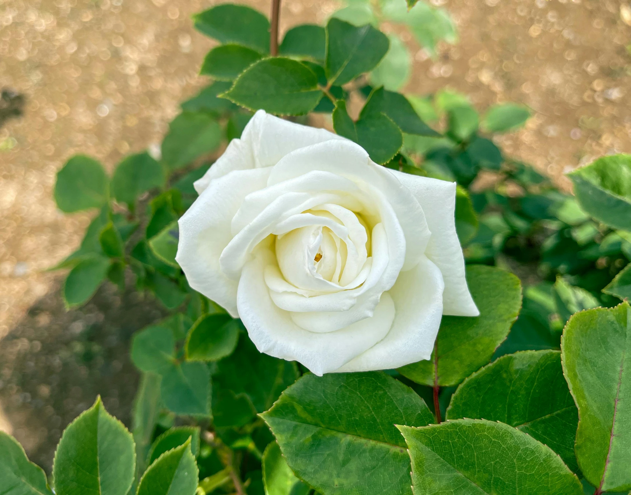 white rose with green leaves in outdoor setting