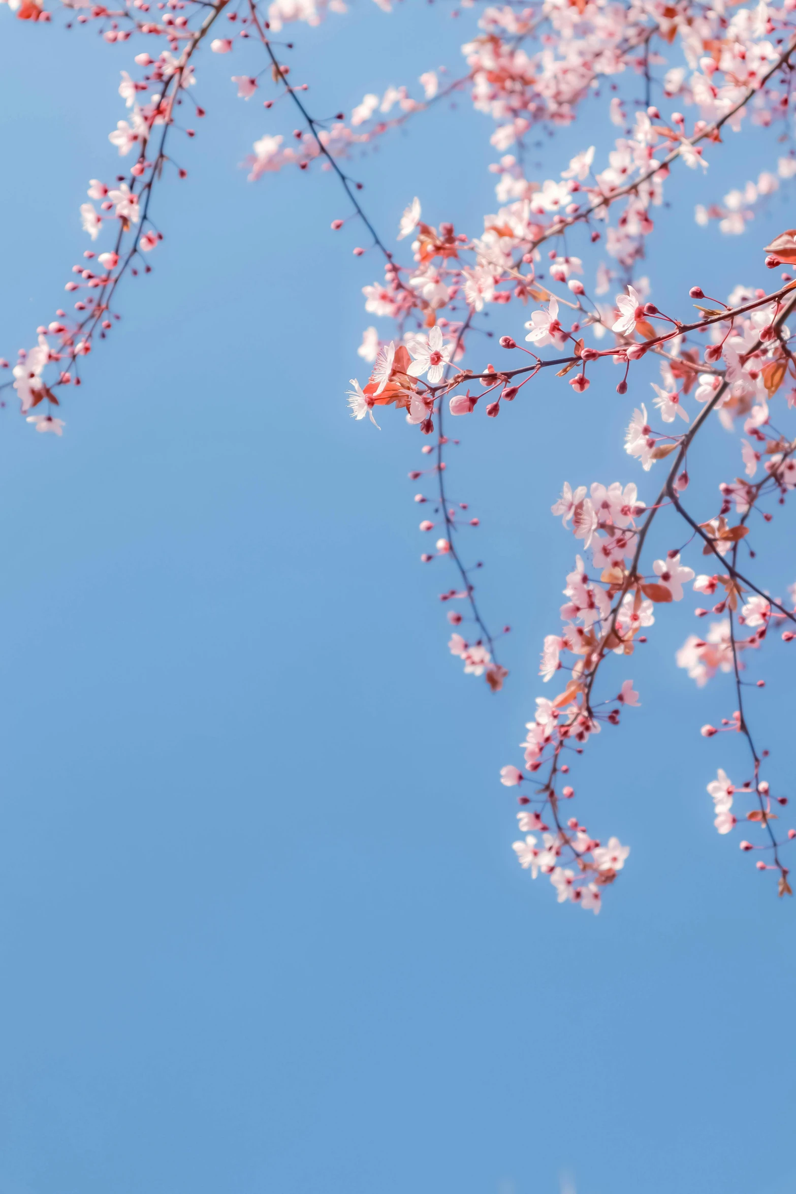 a bird is perched on a branch of a cherry tree, trending on unsplash, aestheticism, sunny clear sky, sakura bloomimg, with branches! reaching the sky, blue and pink color scheme