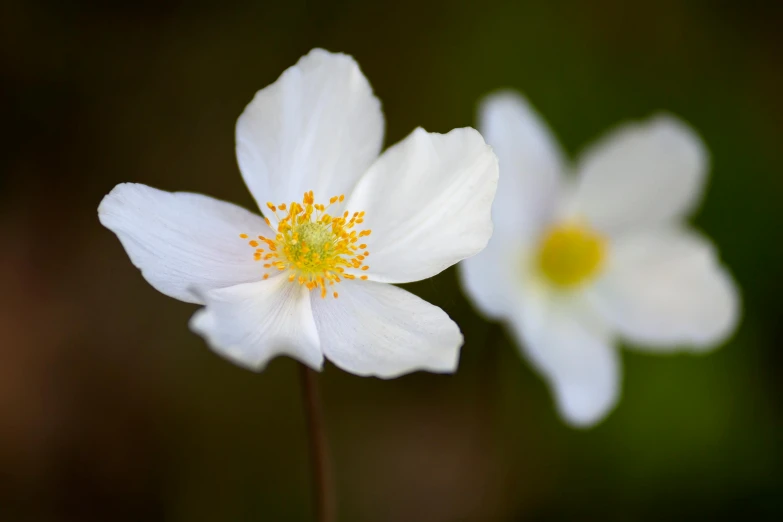 a couple of white flowers sitting next to each other, a macro photograph, by David Simpson, unsplash, anemones, medium format, distant photo