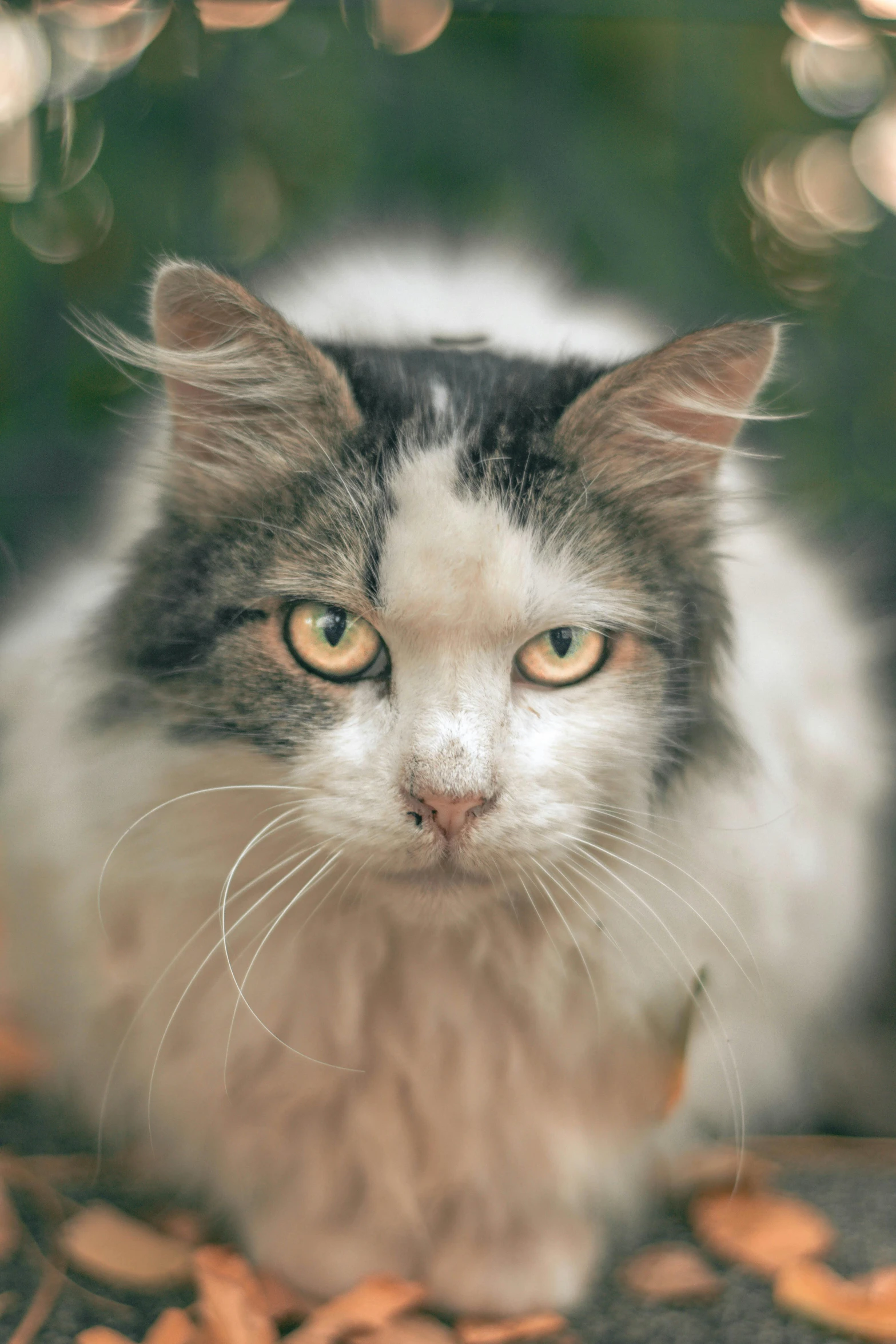 a cat sitting on top of a pile of coins, a portrait, unsplash, photorealism, with wild hair and haunted eyes, old man, blurred, pouty