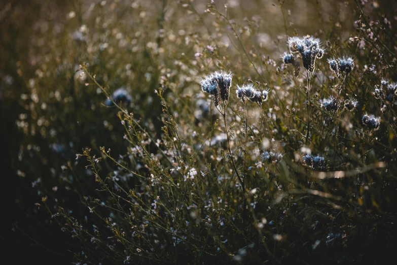 a field filled with lots of tall grass, inspired by Elsa Bleda, unsplash, australian tonalism, mediumslateblue flowers, sparkling petals, blue and grey, thistle