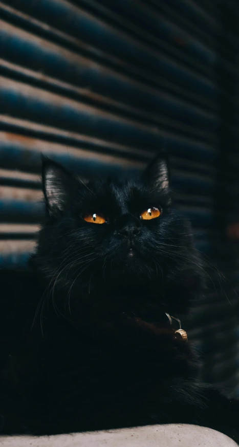 a black cat sitting on top of a couch, by Julia Pishtar, pexels contest winner, intense demonic look in the eyes, black and orange, gif, armored cat