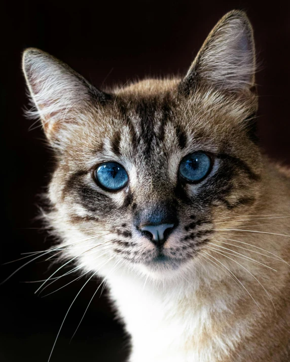 a close up of a cat with blue eyes, an album cover, ridiculously handsome, mixed animal, taken in 2 0 2 0, lynx