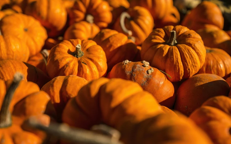 a pile of small orange pumpkins sitting on top of each other, by Julian Hatton, pexels, fan favorite, shot on sony a 7 iii, 2 5 6 x 2 5 6 pixels, pumpkin patch