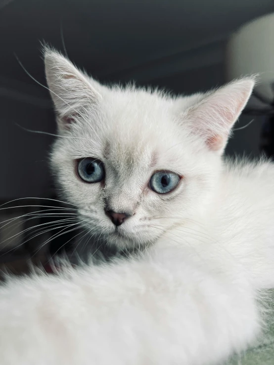 a white cat laying on top of a green blanket, trending on reddit, renaissance, light grey-blue eyes, journalism photo, blue tinted, closeup shot of face