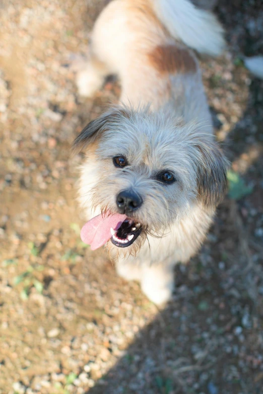 a small dog standing on top of a dirt field, scruffy facial hair, smiling down from above, square, sunny