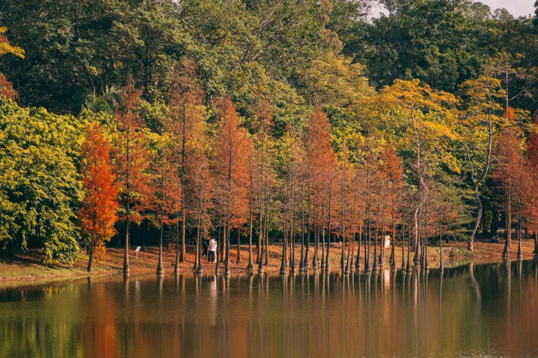 a large body of water surrounded by trees, pexels contest winner, warm hue, hoang long ly, lo fi colors, man