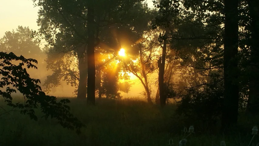 the sun is shining through the trees in the fog, a picture, by Linda Sutton, romanticism, summer sunset, golden hour photo, instagram photo