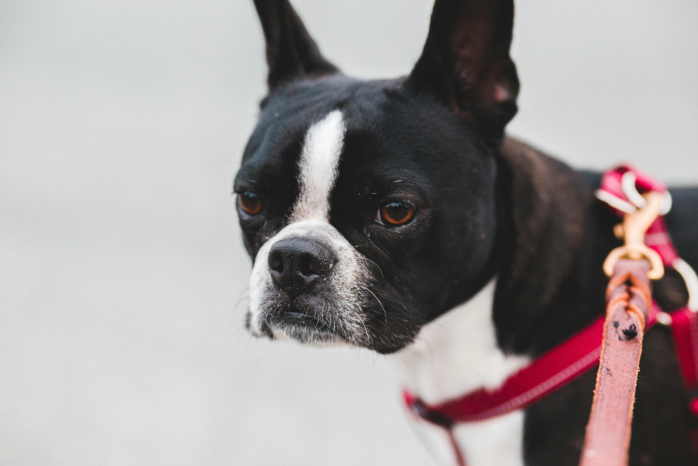 a black and white dog wearing a red leash, pexels contest winner, pale pointed ears, soft but grumpy, instagram post, looking to the side