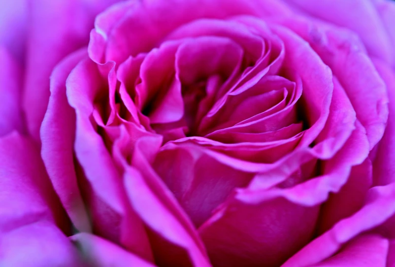 a closeup s of a pink rose with petals still intact