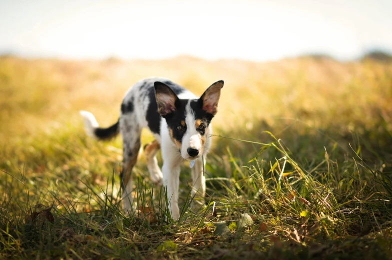 a dog that is standing in the grass, by Jan Tengnagel, unsplash, happening, puppy, aussie, play of light, pointy nose