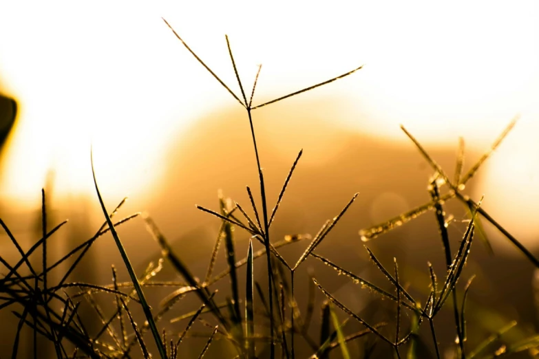 a close up of grass with the sun in the background, a picture, shades of gold display naturally, instagram post, intricate image, journalism photo