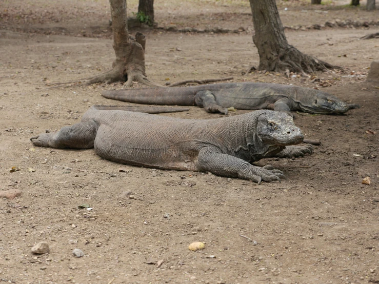 a couple of large lizards laying on top of a dirt field, pexels contest winner, sumatraism, grey, 6 pack, a bald, slightly tanned