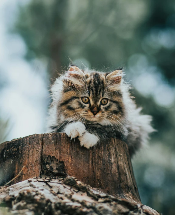 a fluffy cat sitting on top of a tree stump, by Matija Jama, trending on unsplash, renaissance, high quality photo, closeup of an adorable, sitting on a curly branch, attractive photo
