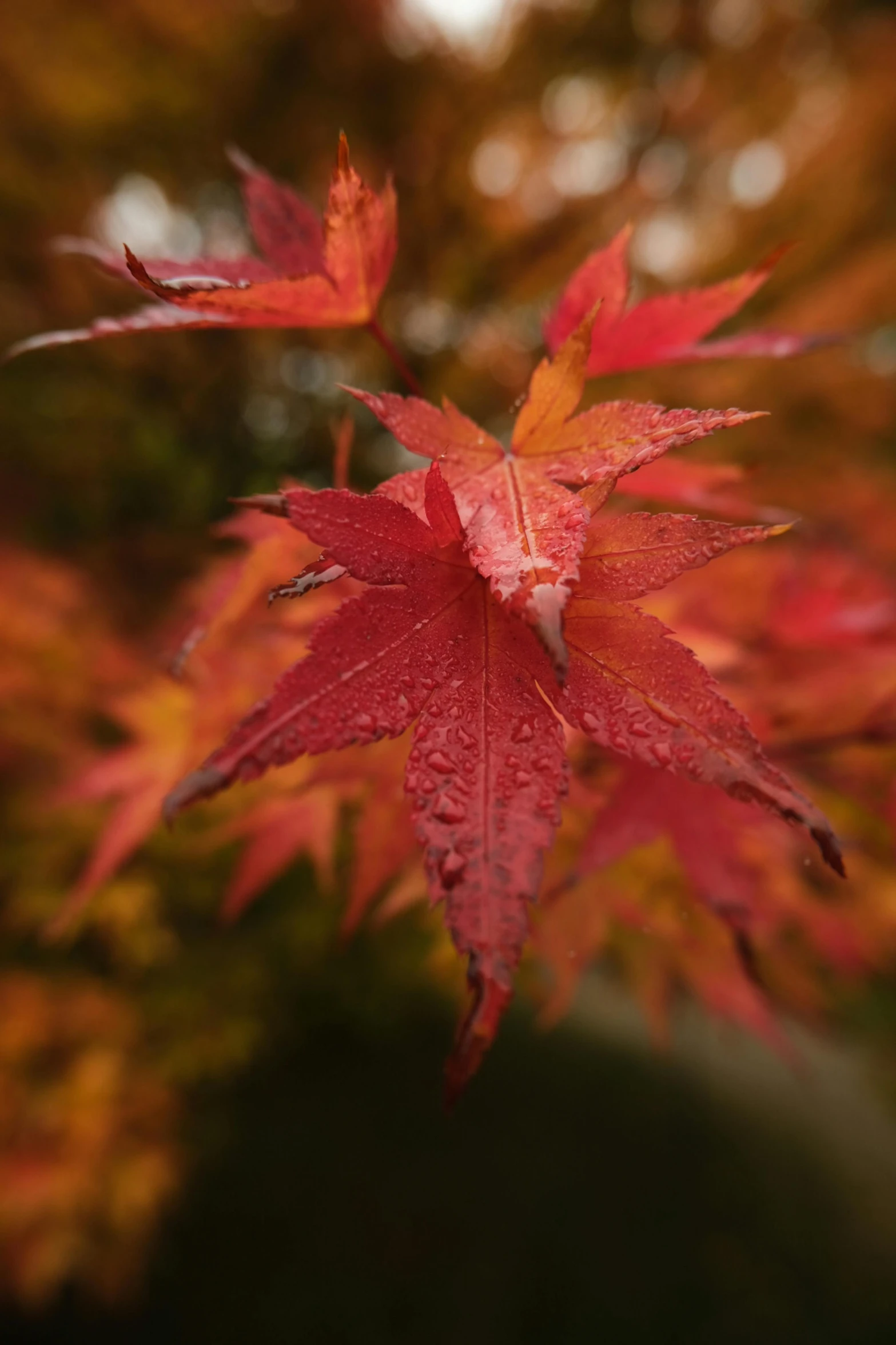 a close up of a leaf on a tree, by David Simpson, unsplash, japanese maples, just after rain, with red haze, celebrating