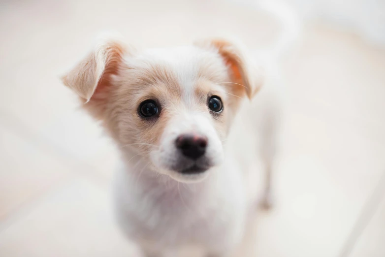 a small white dog standing on top of a wooden floor, pexels contest winner, young cute face, on a pale background, zoomed in, puppy