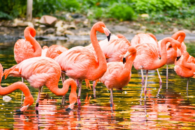 a group of flamingos standing in a body of water, a photo, by Joe Bowler, shutterstock, fine art, 🦩🪐🐞👩🏻🦳, vibrant atmosphere, albuquerque, gardening