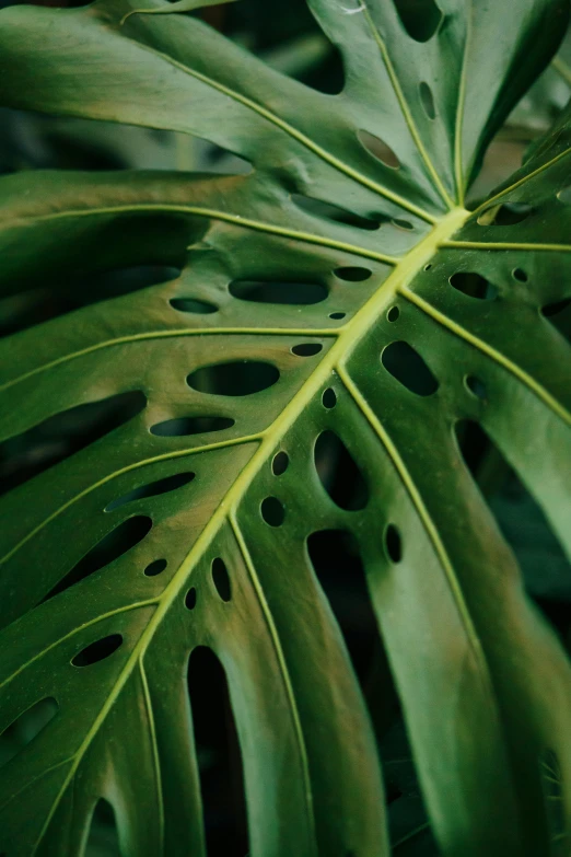 a large green leaf with holes in it, trending on pexels, bone plants, multiple stories, arborescent architecture, pastel'