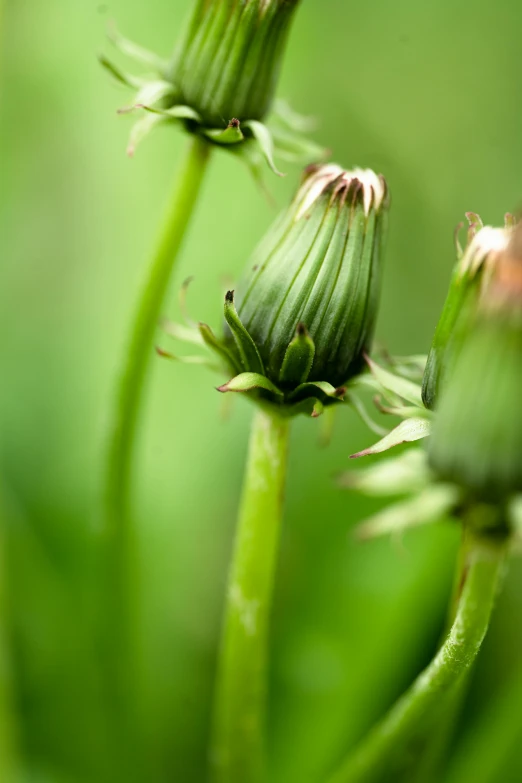 a couple of green flowers sitting on top of a lush green field, by Mary Davis, close - up photograph, buds, small crown, detail shot