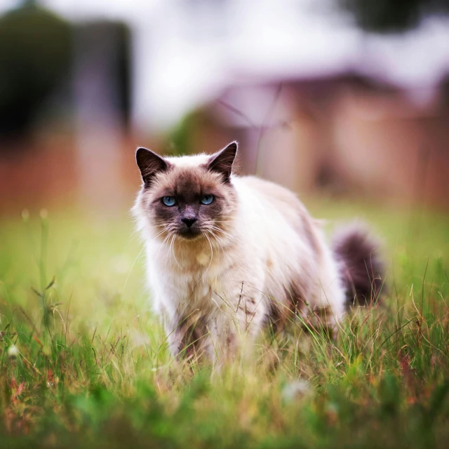 a cat that is standing in the grass