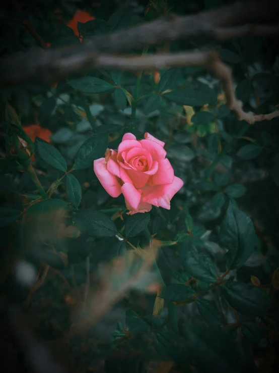 a pink rose sitting on top of a lush green field, a picture, inspired by Elsa Bleda, unsplash, trending on vsco, 8k octan photo