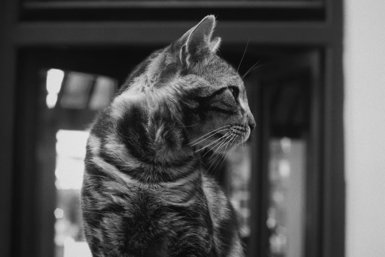 a black and white photo of a cat, a black and white photo, unsplash, side profile view, 4k greyscale hd photography, portrait of tall, looking outside