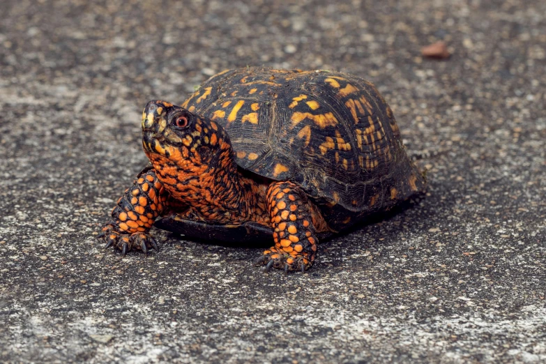 a turtle that is sitting on the ground, by Carey Morris, shutterstock contest winner, renaissance, black and orange, speckled, cutest, red shell. dirt track