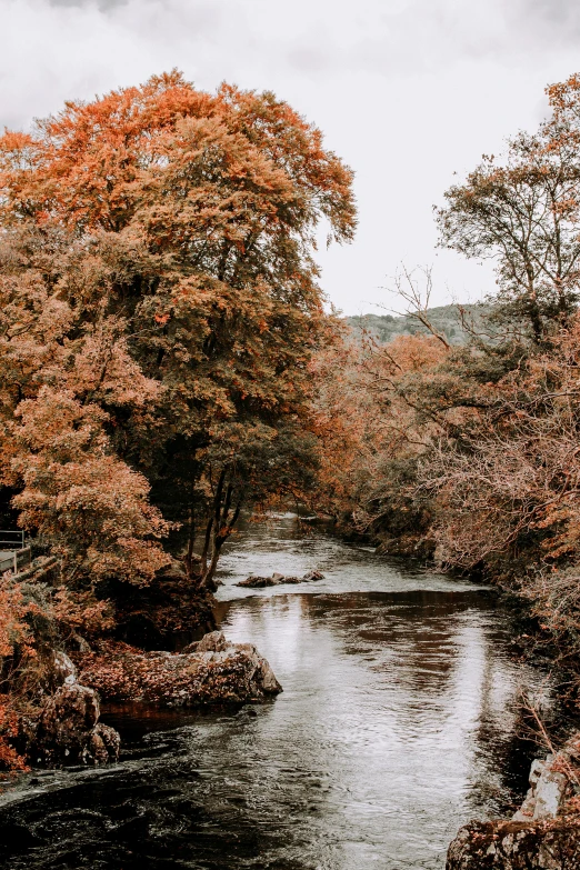 a river running through a lush green forest, inspired by Elsa Bleda, unsplash contest winner, autumn colour oak trees, 2 5 6 x 2 5 6 pixels, scotland, gray and orange colours